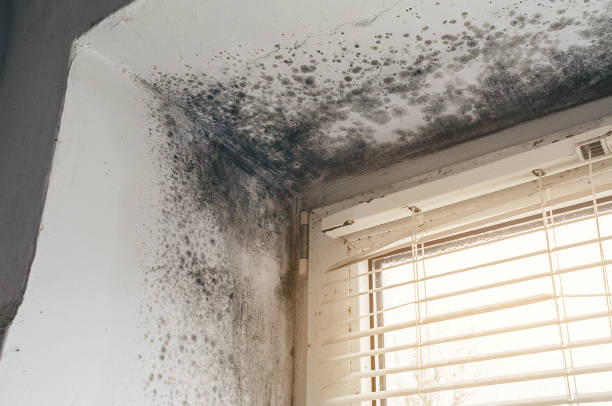 Affordable Mold Remediation solutions in Anna, TX