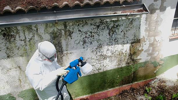 Top rated local Mold Remediation specialists in Anna, TX